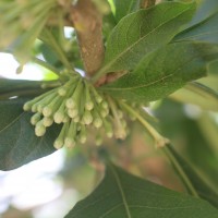 Iochroma arborescens (L.) J.M.H.Shaw